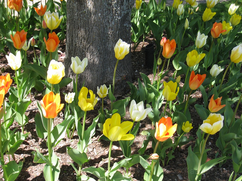 Mackinaw Island Area May 2008 0724.jpg - May 24 2008 a trip to Mackinac City for a 5 M race and a visit to Mackinac Island. A day to the UP, Paradise, Whitefish Point and Tahquamen Falls. This was followed by trips to Petoskey and Charlevoix.